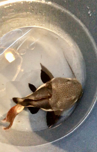 熱帯魚]レッドテールキャット ショートボディー