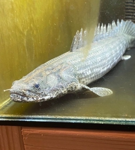 【土日限定価格】ポリプテルス・ビキール・ラプラディ ギニア産 ワイルド個体 古代魚