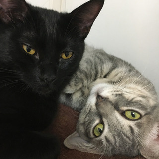 猫カフェ アルバイト バイト パートの求人募集情報 ジモティー 猫カフェ アルバイト バイト パートの求人募集情報 ジモティー