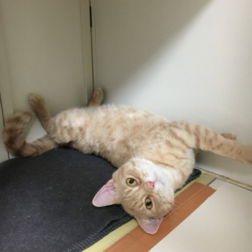 保護猫カフェのお掃除隊 いやし亭ほご猫茶屋 新宿の軽作業の無料求人広告 アルバイト バイト募集情報 ジモティー 保護猫カフェのお掃除隊 いやし亭ほご猫茶屋 新宿の軽作業の無料求人広告 アルバイト バイト募集情報 ジモティー