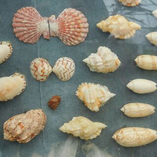 貝殻標本飾り