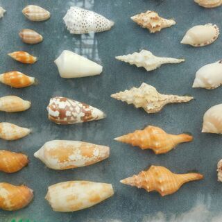 貝殻標本飾り