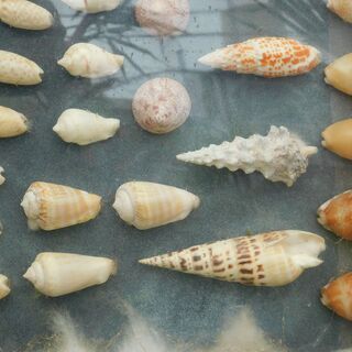 貝殻標本飾り