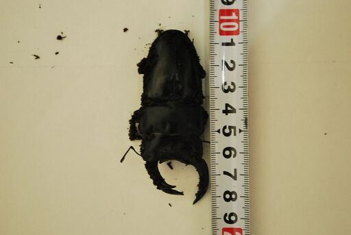 国産オオクワガタ能勢YG血統オス84ｍｍメス52.5ｍｍペア
