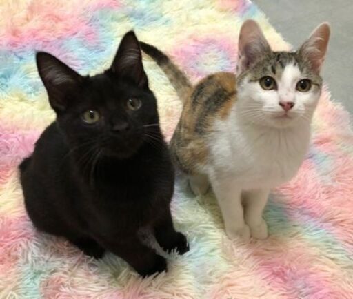 1月24日 日 大安吉日新春猫の譲渡会 ミケちゃん生後5ヶ月 の女の子素直な性格 黒ちゃんの妹よ みたか123 三鷹の猫の里親募集 ジモティー