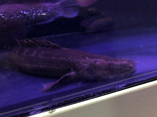 カミハタビキールビキール約40センチ