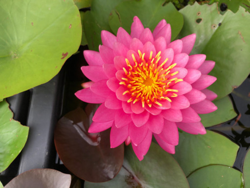 温帯睡蓮ミス サイアム1ポット Konn 菊川の生活雑貨の中古あげます 譲ります ジモティーで不用品の処分 温帯睡蓮ミス サイアム1ポット Konn 菊川の生活雑貨の中古あげます 譲ります ジモティーで不用品の処分