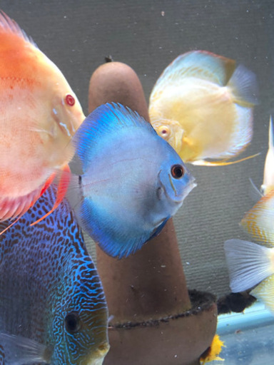 ブルーダイヤモンドディスカス 熱帯魚水槽 コリ親 井野のその他の中古あげます 譲ります ジモティーで不用品の処分 ブルーダイヤモンドディスカス 熱帯魚水槽 コリ親 井野のその他の中古あげます 譲ります ジモティーで不用品の処分