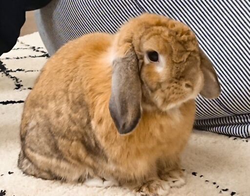 ホーランドロップのうさぎ メス 里親募集です だいふく 花巻のその他の里親募集 ジモティー