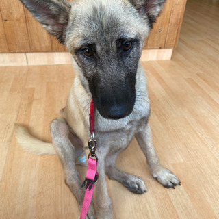 千葉県の犬の里親募集 ジモティー 千葉県の犬の里親募集 ジモティー