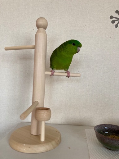 迷い鳥 緑色のサザナミインコ逃げました 探しています 見かけたら連絡ください まさこ 和泉砂川の手伝って 助けての助け合い ジモティー