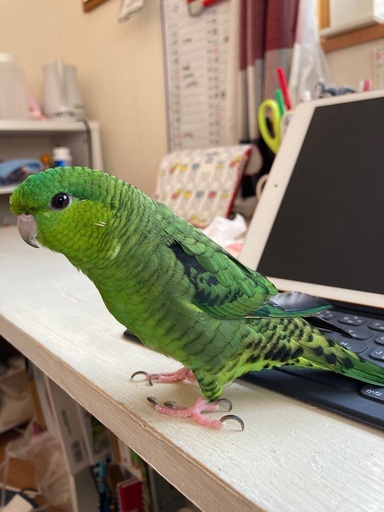 迷い鳥 緑色のサザナミインコ逃げました 探しています 見かけたら連絡ください まさこ 和泉砂川の手伝って 助けての助け合い ジモティー 迷い鳥 緑色のサザナミインコ逃げました 探しています 見かけたら連絡ください まさこ 和泉砂川の手伝って 助けての助け合い ジモティー