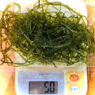 10g100円　ウミブドウ　海藻　海水魚　リフジウム