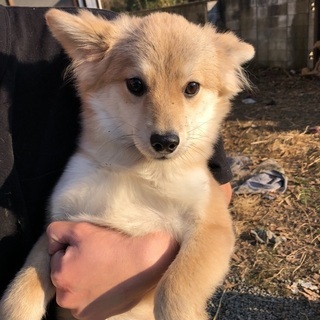 茨城県 水戸市の犬の里親募集 ジモティー