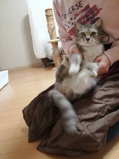 サバトラの子猫 ６か月ぐらい かわいい女の子 Chaco 荒川沖の猫の里親募集 ジモティー