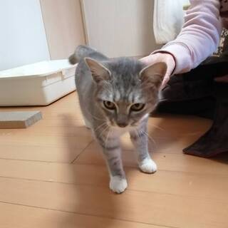 サバトラの子猫（６か月ぐらい）かわいい女の子 − 茨城県