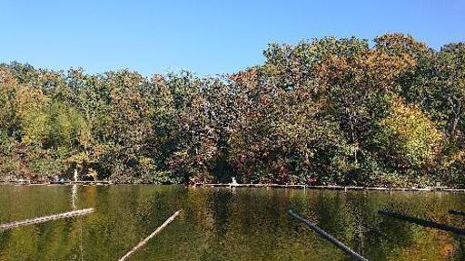 初心者限定 ヘラブナ釣り教えます Jyan 1500 ｊｒ三山木の釣りのメンバー募集 無料掲載の掲示板 ジモティー