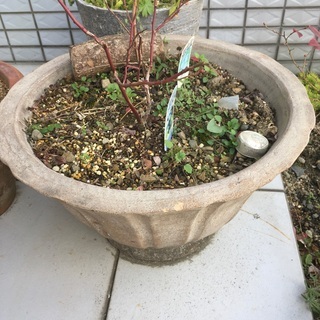 イタリアのテラコッタの良質な鉢とブルーベリーの木
