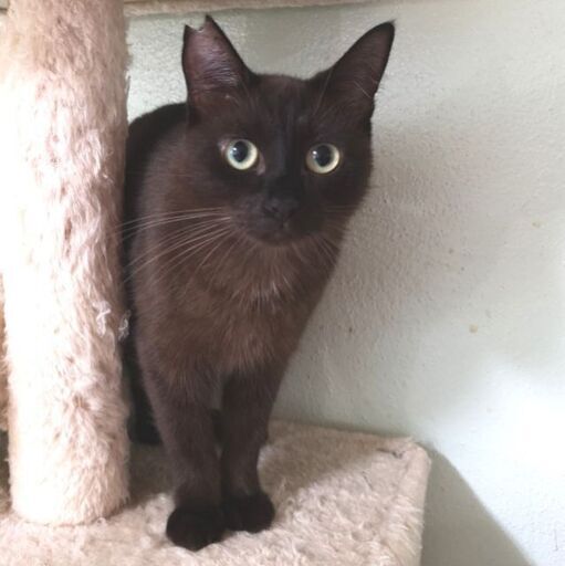 1月24日(日)大安吉日新春猫の譲渡会💓 焦げ茶色な猫 紫にも見えます。2