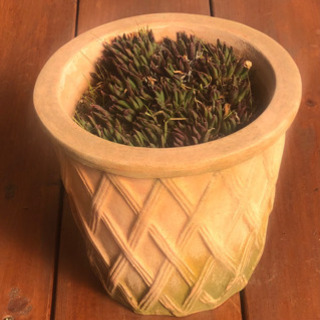 セダム　三時草　画像の陶器の植木鉢つき！