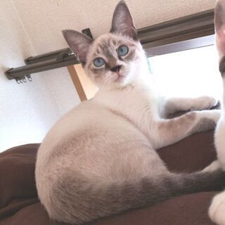 1月24日(日)大安吉日新春猫の譲渡会💓シャムなお姉さま 生後５...