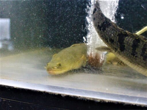 小型ポリプ 4匹セット ポリプテルス デルヘッジ 6匹