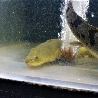 ポリプテルス　４匹入荷 