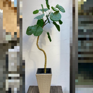 ニトリ　フェイクグリーン　ウンベラータ　120cm   鉢付き