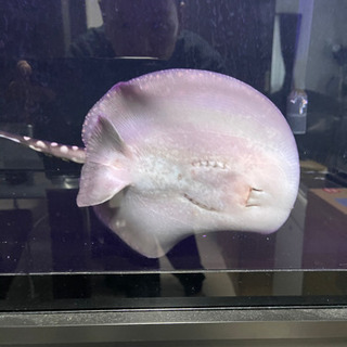 ダイヤモンドポルカ ハイブリッド 20㎝