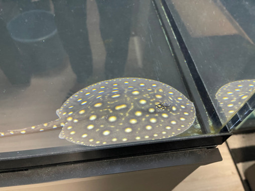 ダイヤモンドポルカSWC　♂  約 ±40センチ ダイヤモンドポルカSWC ♂ 約 ±40センチ