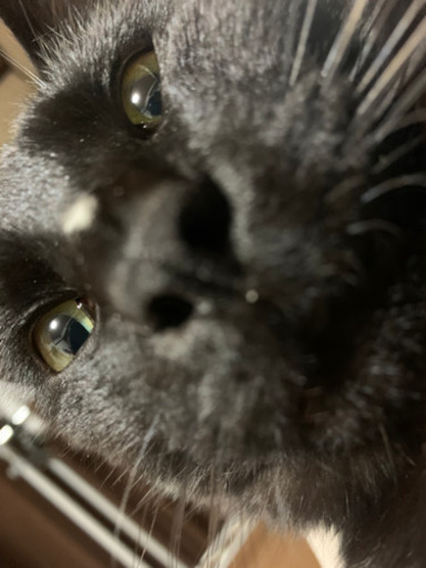 黒猫大人人懐っこい子です み 高久の猫の里親募集 ジモティー 黒猫大人人懐っこい子です み 高久の猫の里親募集 ジモティー