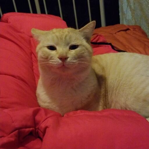 譲渡完了 身体の大きいベージュトラ猫の雄 推定2 3歳 おとなしめの猫ちゃんです ご家族として迎えていただける方募集中です ルナルナ 東大阪の猫 の里親募集 ジモティー 譲渡完了 身体の大きいベージュトラ猫の雄 推定2 3歳 おとなしめの猫ちゃんです ご家族として迎えていただける方募集中です ルナルナ 東大阪の猫 の里親募集 ジモティー
