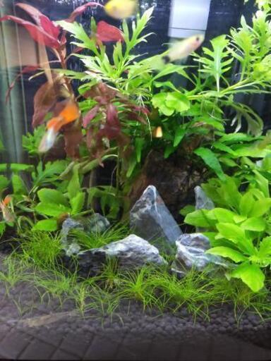アクアリウム 熱帯魚 グッピーとミッキーマウスプラティー1匹25円です やま さいたまのその他の中古あげます 譲ります ジモティーで不用品の処分 アクアリウム 熱帯魚 グッピーとミッキーマウスプラティー1匹25円です やま さいたまのその他の中古あげます 譲ります ジモティーで不用品の処分