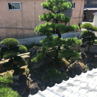 庭石　松　マキなどの樹木