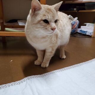 ねこ、3歳程度