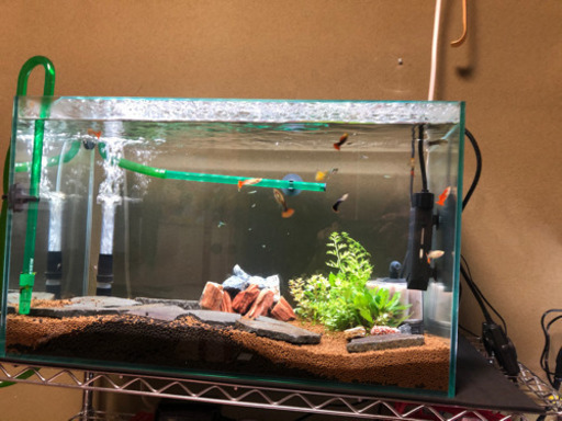 淡水水槽セット