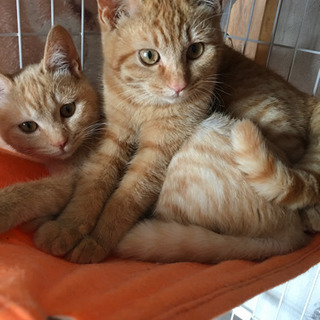 甘えん坊の茶トラの子猫姉妹💕 − 三重県