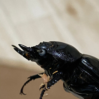 タランドゥスオオツヤクワガタ ホワイトアイ ペア ♂58㎜ ♀46
