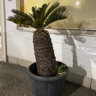 ソテツ　蘇鉄　全高約1メートル