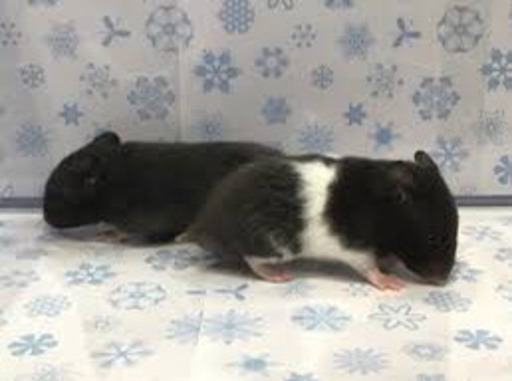 募集終了 ゴールデンハムスターの赤ちゃんの里親を募集します 咲夜 近鉄四日市のその他の里親募集 ジモティー