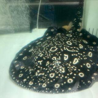 椎名誠　標語　イラスト入り　直筆サイン色紙 椎名誠 標語 イラスト入り 直筆サイン色紙