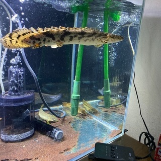 安心サイズ！ ポリプテルス エンドリケリー 約30cm 熱帯魚