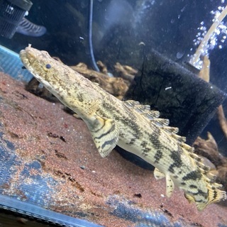 安心サイズ ポリプテルス エンドリケリー 約30cm 熱帯魚 かぼす 賀来のその他の中古あげます 譲ります ジモティーで不用品の処分