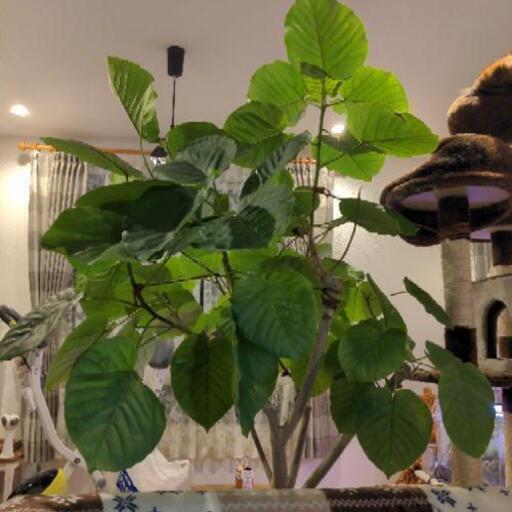 大型観葉植物　フィカス　ウンベラータ