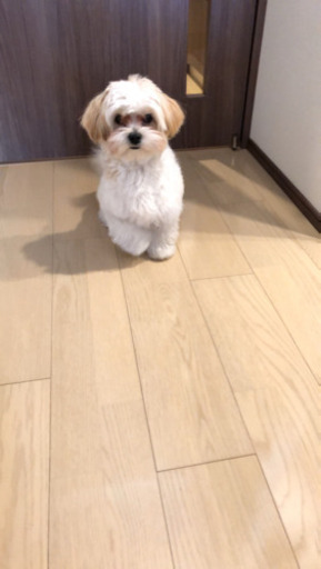 マルチーズとシーズーのミックスです Mao 春日井のその他の里親募集 ジモティー
