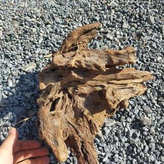 流木 アクアリウム 水槽