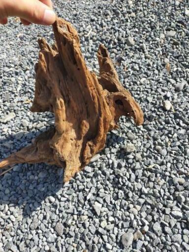 流木　アクアリウム　水槽