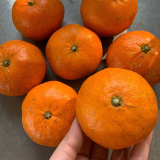 愛媛県産　高級な甘平　柑橘　みかん　1キロ　高糖度　とにか…