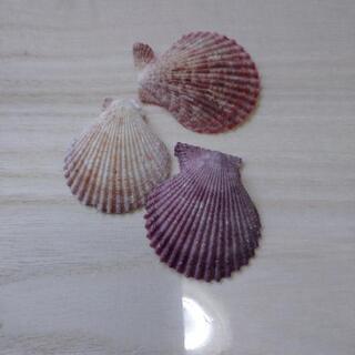 ホタテ貝殻、ヒオウギ貝殻、アワビの貝殻
