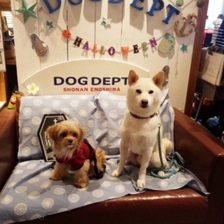 神奈川県の犬友 メンバー募集 ジモティー 神奈川県の犬友 メンバー募集 ジモティー